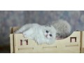 cats-and-kitties-for-adoption-small-0