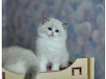 cats-and-kitties-for-adoption-small-1