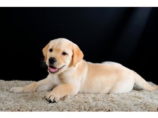 Stunning golden retriever puppy