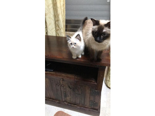 חתולה נקבה וחתול זכר מעורבים