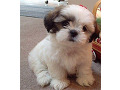 shih-tzu-small-0