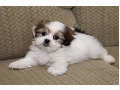 shih-tzu-small-1