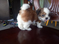 shih-tzu-small-2