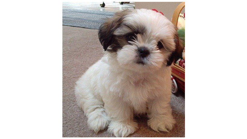 shih-tzu-big-0