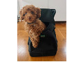 cavapoo-small-0