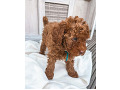 cavapoo-small-0