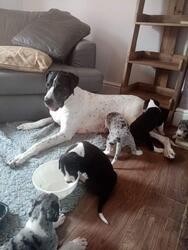 great-dane-puppies-big-0