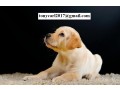 neutered-golden-retriever-small-1