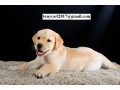 neutered-golden-retriever-small-0