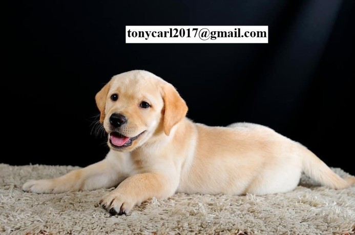 golden-retriever-puppies-big-1