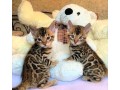 bengal-kittens-whatsapp-small-0