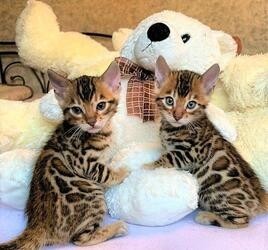 bengal-kittens-whatsapp-big-0