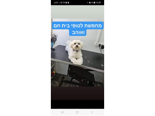 בן 10 חודשעם מחוסן עם שבב