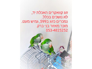 זוג קוואקרים האכלת יד,
בריאים, חמודים,