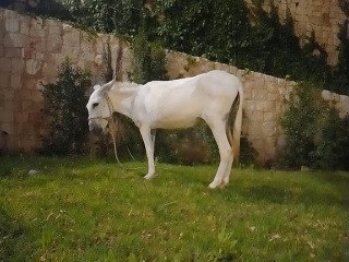 חמור צבע לבן 
נוח לרכיבה