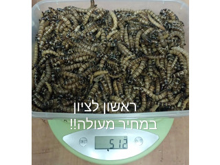 מכירה זחלי קמח במחיר הכי זול בארץ