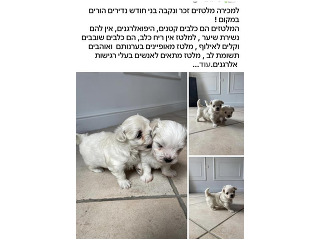 זכר ונקבה נדירים בני חודש