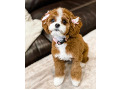 cavapoo-small-0