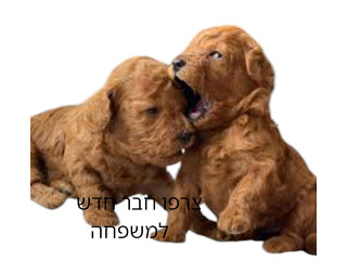 גורי פודל טוי זכר ונקבה