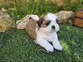 einats-small-3