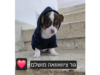 גור ציוואוואה ננסי בן חודשיים
מושלם