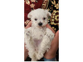 toy-dog-small-1